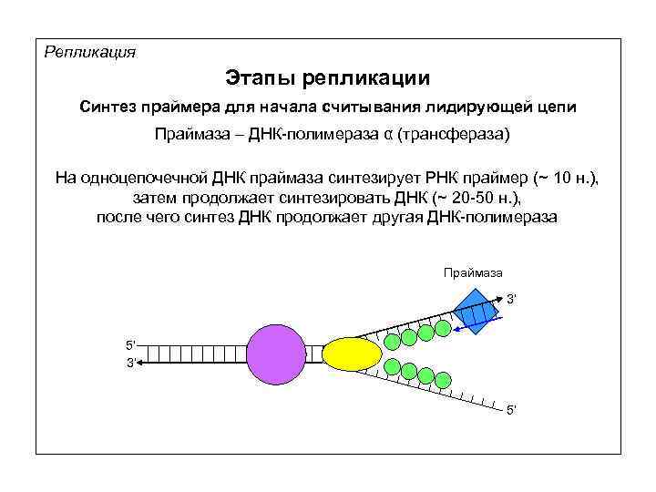 Репликация Этапы репликации Синтез праймера для начала считывания лидирующей цепи Праймаза – ДНК-полимераза α