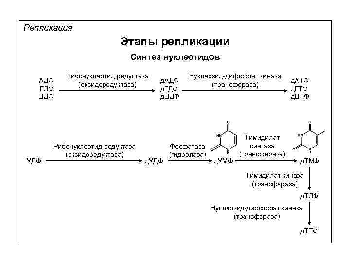 Репликация Этапы репликации Синтез нуклеотидов АДФ ГДФ ЦДФ УДФ Рибонуклеотид редуктаза (оксидоредуктаза) д. АДФ