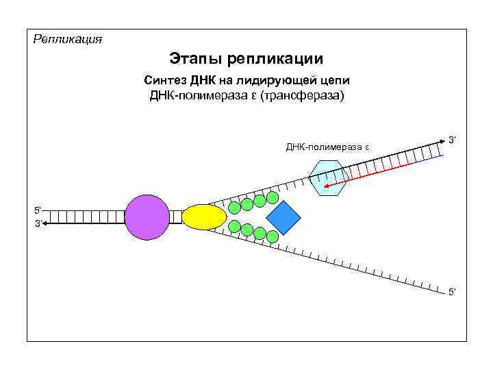 Схема размножения фага м13 и доказательство наличия рнк затравки при репликации днк