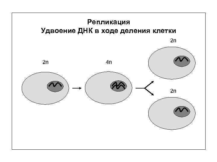 Репликация Удвоение ДНК в ходе деления клетки 2 n 2 n 4 n 2