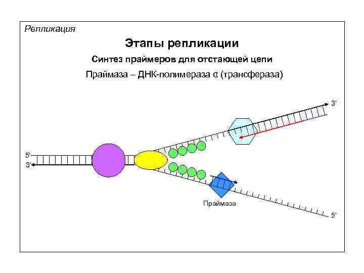 Репликация Этапы репликации Синтез праймеров для отстающей цепи Праймаза – ДНК-полимераза α (трансфераза) 3’