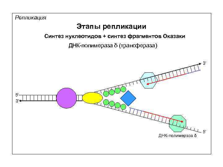 Репликация Этапы репликации Синтез нуклеотидов + синтез фрагментов Оказаки ДНК-полимераза δ (трансфераза) 3’ 5’