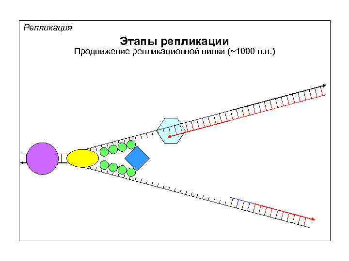 Репликация Этапы репликации Продвижение репликационной вилки (~1000 п. н. ) 