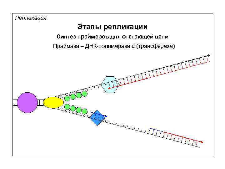 Схема размножения фага м13 и доказательство наличия рнк затравки при репликации днк