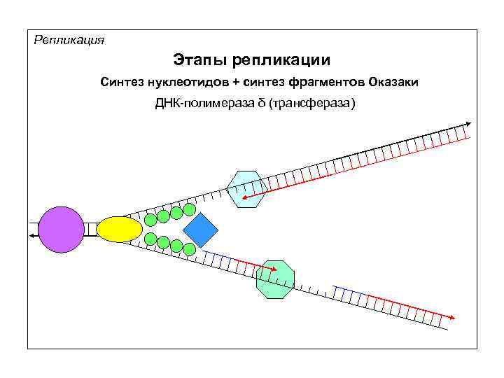 Репликация Этапы репликации Синтез нуклеотидов + синтез фрагментов Оказаки ДНК-полимераза δ (трансфераза) 