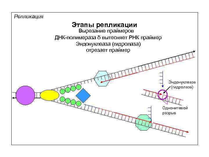 Схема размножения фага м13 и доказательство наличия рнк затравки при репликации днк