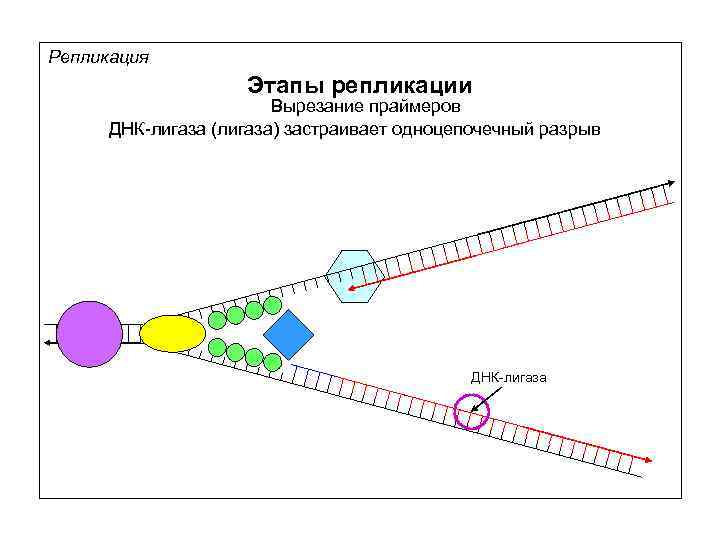 Репликация Этапы репликации Вырезание праймеров ДНК-лигаза (лигаза) застраивает одноцепочечный разрыв ДНК-лигаза 