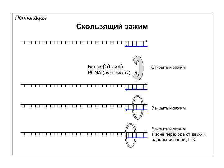 Репликация Скользящий зажим Белок β (E. coli) PCNA (эукариоты) Открытый зажим Закрытый зажим в