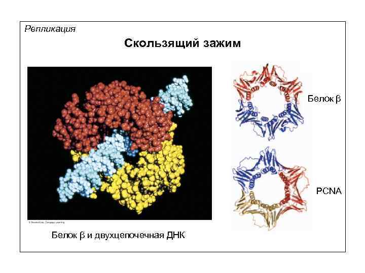 Репликация Скользящий зажим Белок β PCNA Белок β и двухцепочечная ДНК 