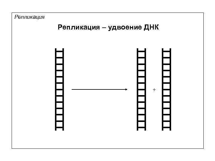 Репликация – удвоение ДНК + 