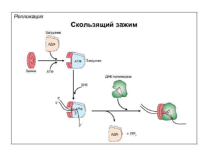 Репликация Скользящий зажим + PPi 