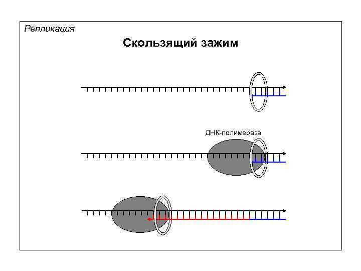 Репликация Скользящий зажим ДНК-полимераза 