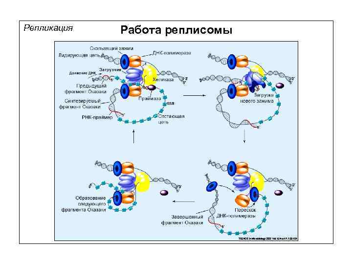 Репликация Работа реплисомы TRENDS in Microbiology 2007 Vol. 15 No. 4 P. 156 -164