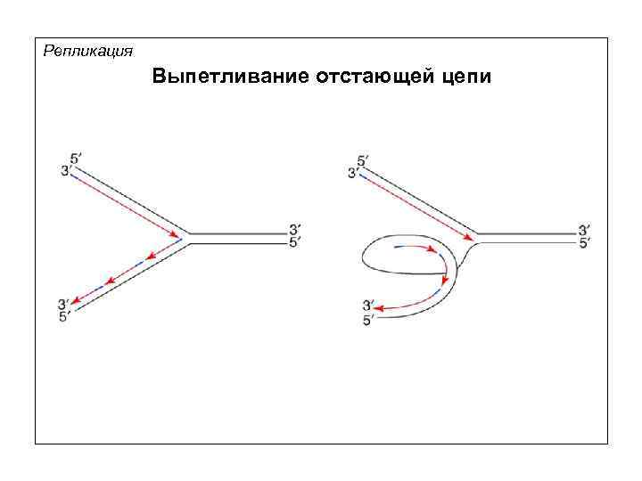 Репликация Выпетливание отстающей цепи 