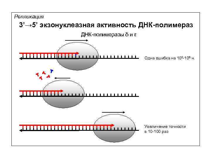 Репликация 3’→ 5’ экзонуклеазная активность ДНК-полимеразы δ и ε Одна ошибка на 105 -106