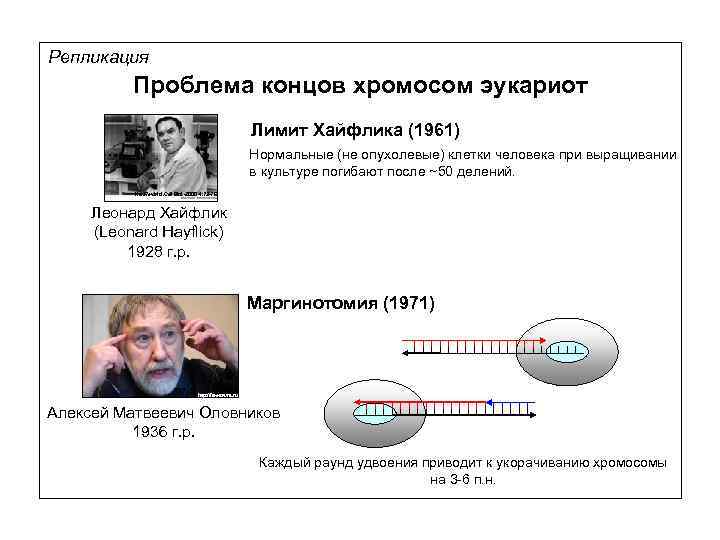 Репликация Проблема концов хромосом эукариот Лимит Хайфлика (1961) Нормальные (не опухолевые) клетки человека при