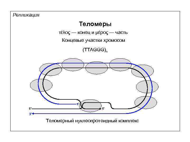 Репликация Теломеры τέλος — конец и μέρος — часть Концевые участки хромосом (TTAGGG)n 5’