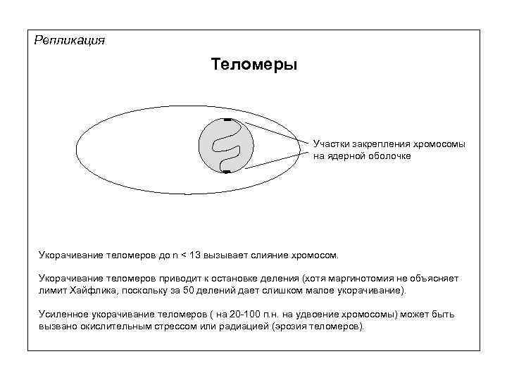 Репликация Теломеры Участки закрепления хромосомы на ядерной оболочке Укорачивание теломеров до n < 13