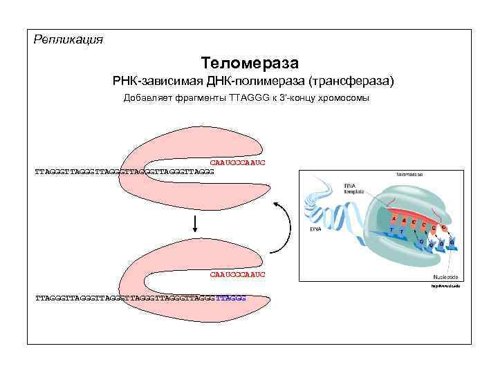 Репликация Теломераза РНК-зависимая ДНК-полимераза (трансфераза) Добавляет фрагменты TTAGGG к 3’-концу хромосомы CAAUCCCAAUC TTAGGGTTAGGGTTAGGG CAAUCCCAAUC