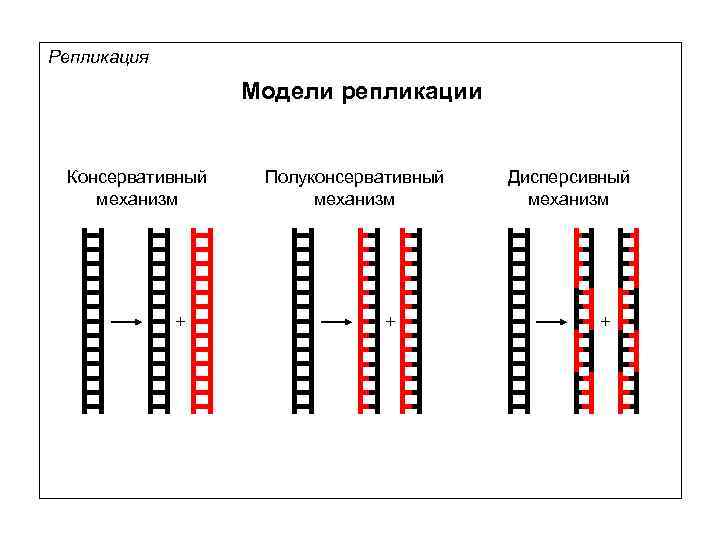 Репликация Модели репликации Консервативный механизм + Полуконсервативный механизм + Дисперсивный механизм + 