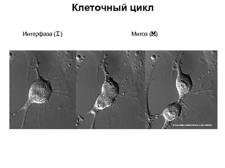 Клеточный цикл Интерфаза (I) Митоз (М) © Aaron Straight, Stanford University School of Medicine