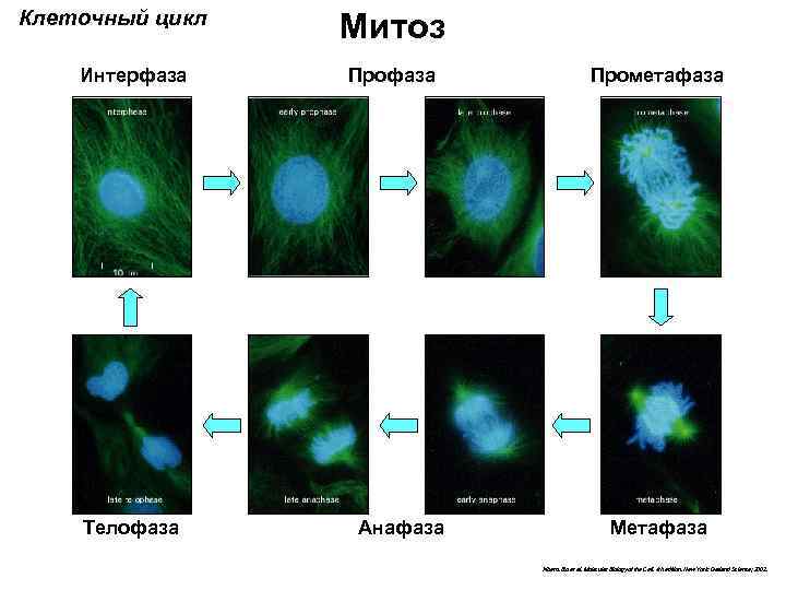 Клеточный цикл Интерфаза Телофаза Митоз Профаза Анафаза Прометафаза Метафаза Alberts Bю et al. Molecular