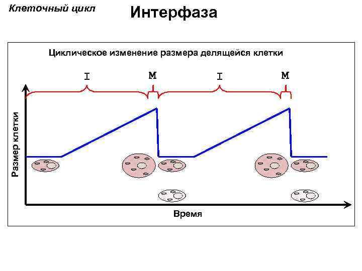 Клеточный цикл Интерфаза Циклическое изменение размера делящейся клетки M I Размер клетки I Время