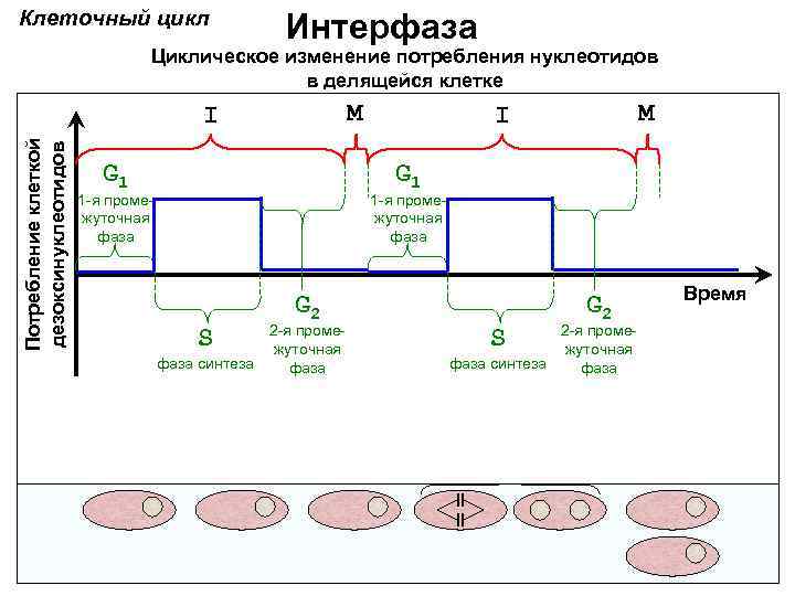 Клеточный цикл Интерфаза Циклическое изменение потребления нуклеотидов в делящейся клетке M Потребление клеткой дезоксинуклеотидов