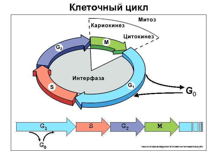 Порядок клеточного цикла