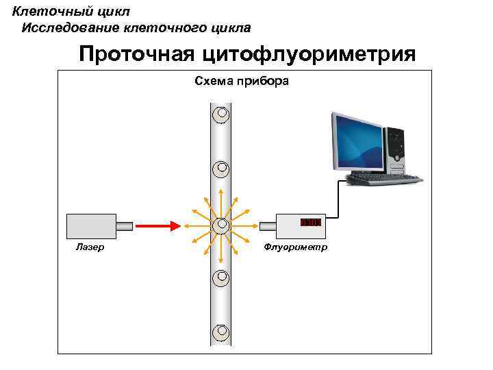 Клеточный цикл Исследование клеточного цикла Проточная цитофлуориметрия Схема прибора Лазер Флуориметр 