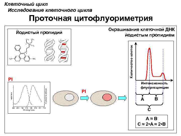 Цикл исследований