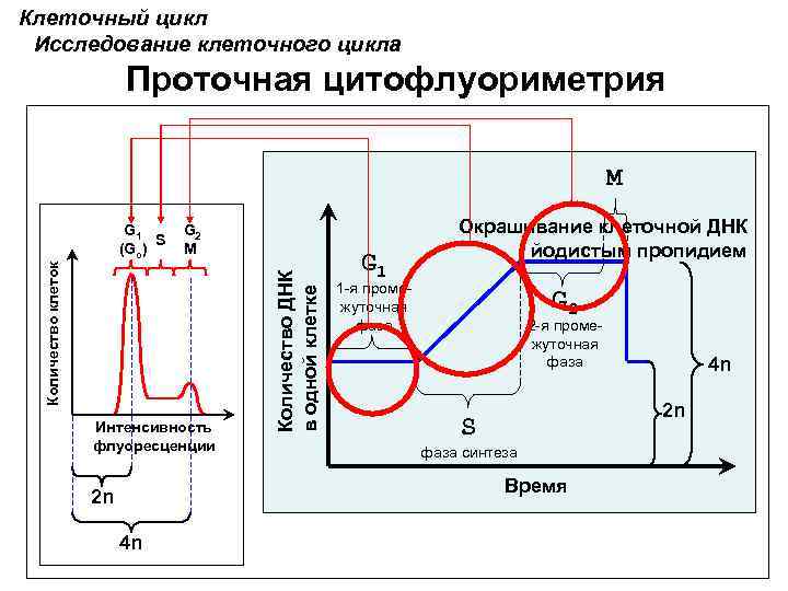 Цикл исследований. График изменения количества ДНК В ядре клетки. Клеточный цикл количество ДНК. Изменение количества ДНК происходит в. Клеточный цикл проточник.