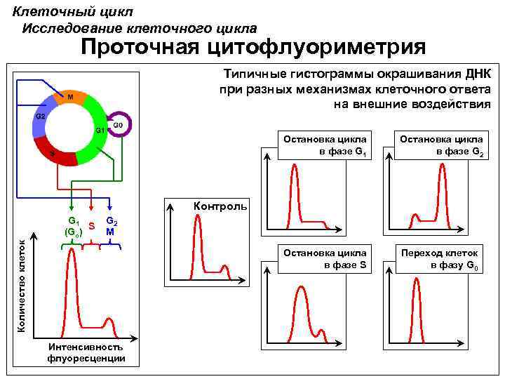 Клеточный цикл Исследование клеточного цикла Проточная цитофлуориметрия Типичные гистограммы окрашивания ДНК при разных механизмах