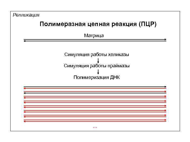 Репликация Полимеразная цепная реакция (ПЦР) Матрица Симуляция работы хеликазы Симуляция работы праймазы Полимеризация ДНК