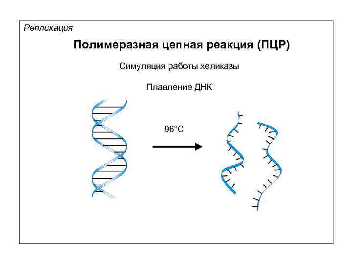 Репликация Полимеразная цепная реакция (ПЦР) Симуляция работы хеликазы Плавление ДНК 96°С 