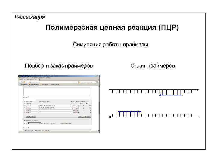 Репликация Полимеразная цепная реакция (ПЦР) Симуляция работы праймазы Подбор и заказ праймеров Отжиг праймеров