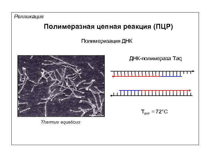 Репликация Полимеразная цепная реакция (ПЦР) Полимеризация ДНК-полимераза Taq Wikimedia Commons Thermus aquaticus Tопт =