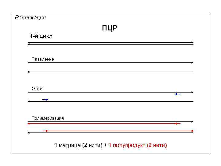 Репликация ПЦР 1 -й цикл Плавление Отжиг Полимеризация 1 матрица (2 нити) + 1