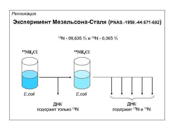 Репликация Эксперимент Мезельсона-Сталя (PNAS. -1958. -44: 671 -682) 14 N - 99, 635 %