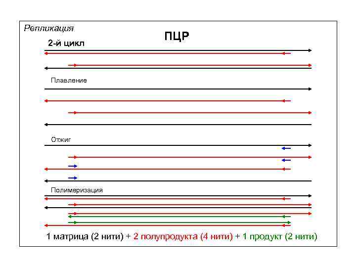 Репликация 2 -й цикл ПЦР Плавление Отжиг Полимеризация 1 матрица (2 нити) + 2