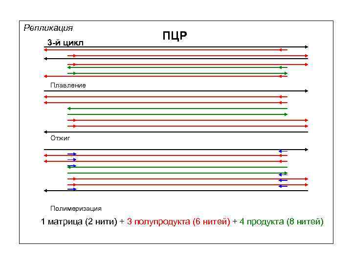 Репликация 3 -й цикл ПЦР Плавление Отжиг Полимеризация 1 матрица (2 нити) + 3