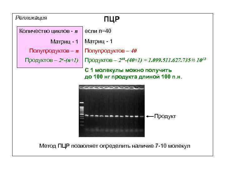 Репликация ПЦР Количество циклов - n Матриц - 1 Полупродуктов – n Продуктов –