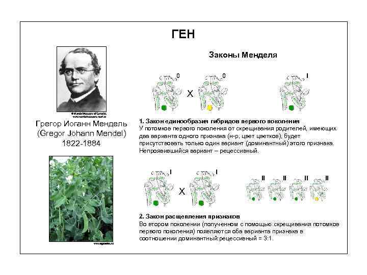 ГЕН Законы Менделя 0 0 I Х © Mendel Museum of Genetics www. mendelmuseum.