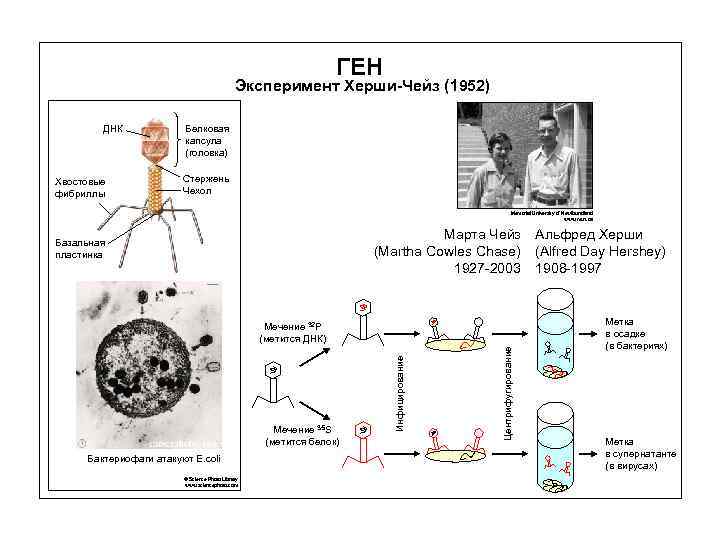 ГЕН Эксперимент Херши-Чейз (1952) ДНК Хвостовые фибриллы Белковая капсула (головка) Стержень Чехол Memorial University