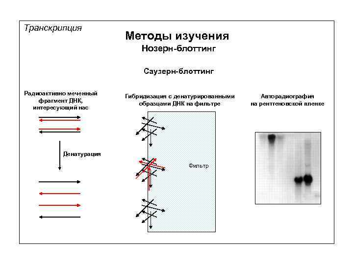 Транскрипция Методы изучения Нозерн-блоттинг Саузерн-блоттинг Радиоактивно меченный фрагмент ДНК, интересующий нас Гибридизация с денатурированными