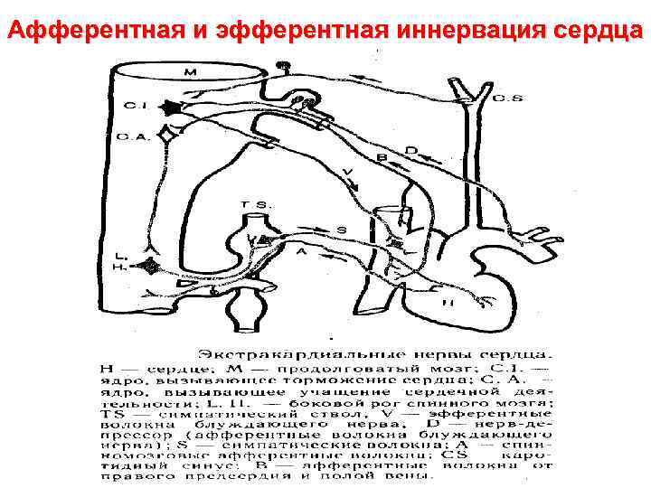 Афферентная и эфферентная иннервация сердца 