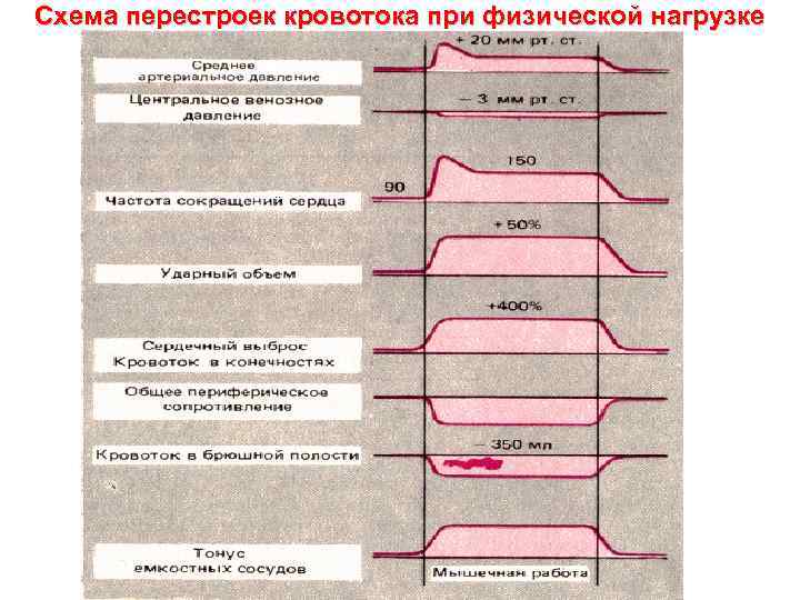 Схема перестроек кровотока при физической нагрузке 