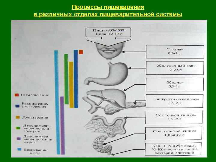 Физиология пищеварения презентация