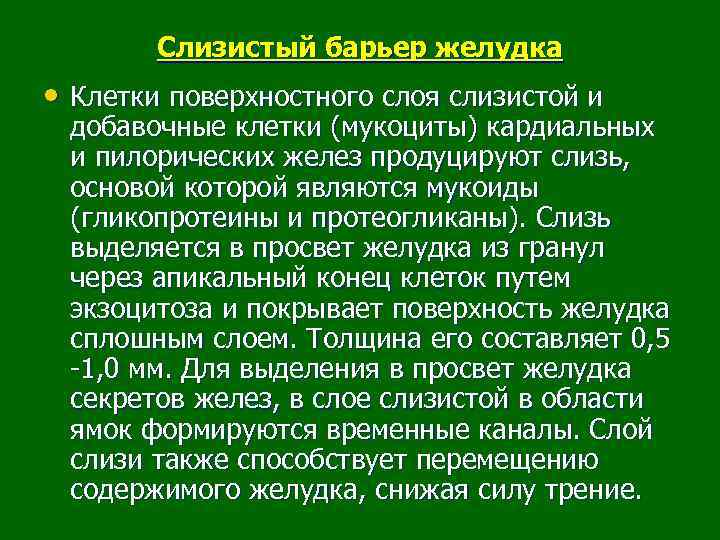 Слизистый барьер желудка • Клетки поверхностного слоя слизистой и добавочные клетки (мукоциты) кардиальных и