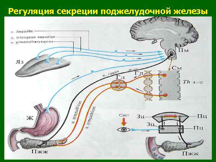 Регуляция секреции поджелудочной железы 